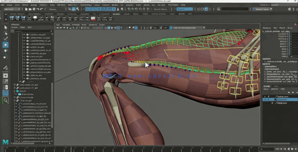 Maya中Ziva VFX人体骨骼组织模拟动画视频教程第二季 (图4) Maya中Ziva VFX人体骨骼组织模拟动画视频教程第二季 (图4)