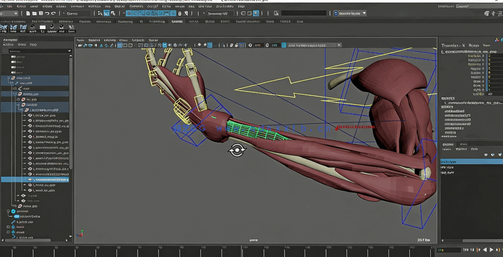 Maya中Ziva VFX人体骨骼组织模拟动画视频教程第一季(图4) Maya中Ziva VFX人体骨骼组织模拟动画视频教程第一季(图4)