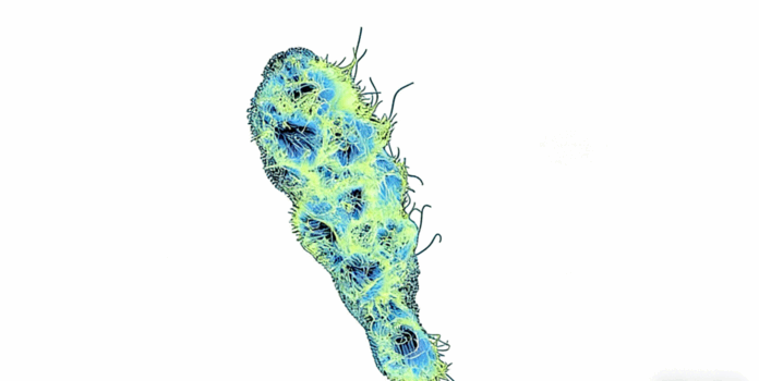 Houdini皮肤病态生长动画特效实例制作视频教程 (图3) Houdini皮肤病态生长动画特效实例制作视频教程 (图3)