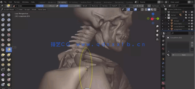 Blender 3D人体结构解剖雕刻大师级训练视频教程(图2) Blender 3D人体结构解剖雕刻大师级训练视频教程(图2)
