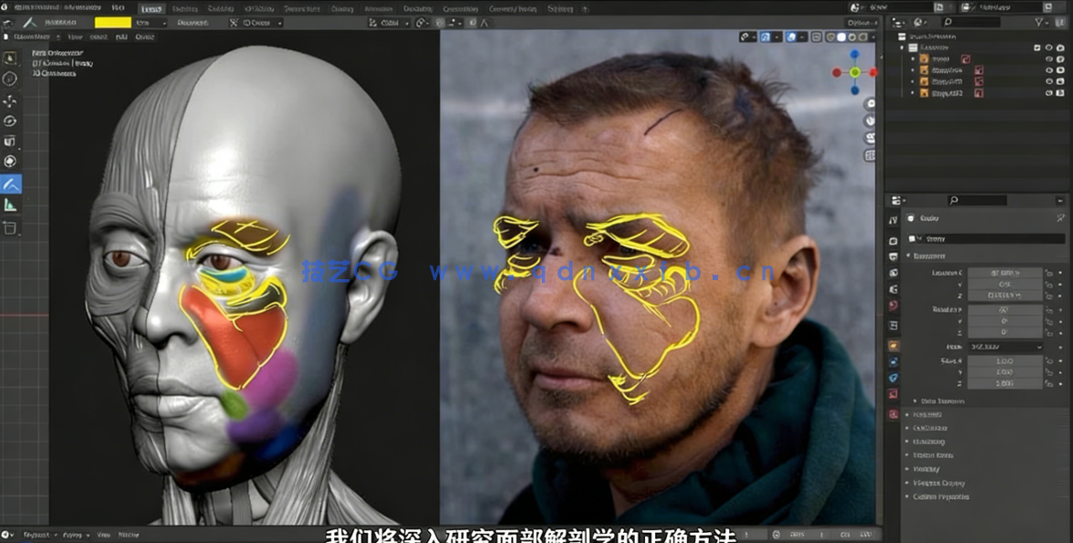 Blender逼真肖像面部骨骼肌肉解剖学制作视频教程 (图2) Blender逼真肖像面部骨骼肌肉解剖学制作视频教程 (图2)