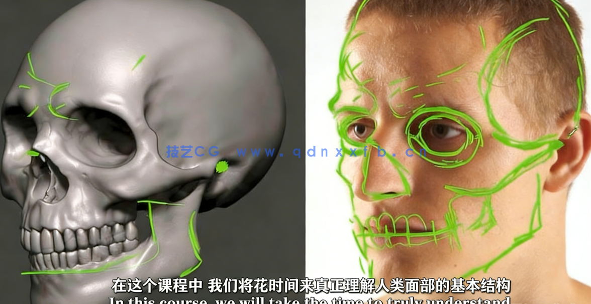Blender逼真肖像面部骨骼肌肉解剖学制作视频教程 (图4) Blender逼真肖像面部骨骼肌肉解剖学制作视频教程 (图4)