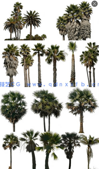 高清棕榈树素材PHOTOBASH – Palm Trees(图2) 高清棕榈树素材PHOTOBASH – Palm Trees(图2)
