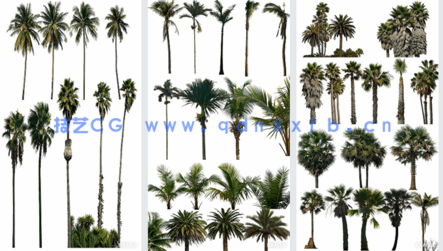 高清棕榈树素材PHOTOBASH – Palm Trees(图1) 高清棕榈树素材PHOTOBASH – Palm Trees(图1)