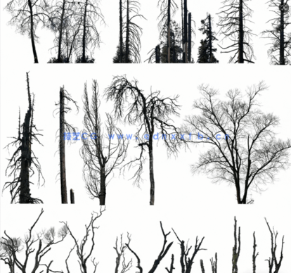 高清枯树免抠素材PHOTOBASH – Dead Trees(图2) 高清枯树免抠素材PHOTOBASH – Dead Trees(图2)