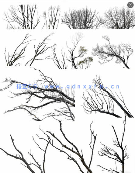 高清枯树免抠素材PHOTOBASH – Dead Trees(图5) 高清枯树免抠素材PHOTOBASH – Dead Trees(图5)