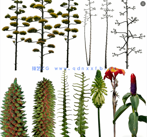 高清植物免抠素材PHOTOBASH – Prehistoric Plants(图3) 高清植物免抠素材PHOTOBASH – Prehistoric Plants(图3)