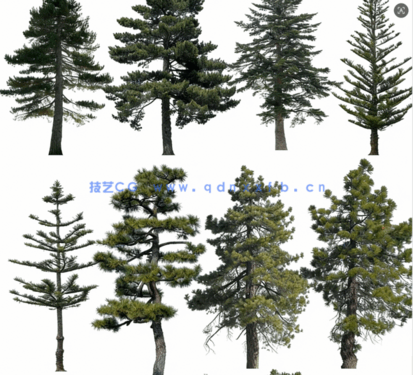 针叶树高清素材PHOTOBASH – Conifer Trees(图1) 针叶树高清素材PHOTOBASH – Conifer Trees(图1)