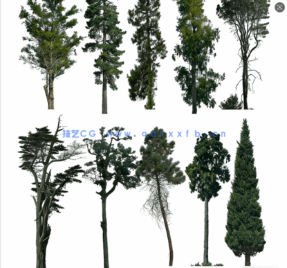 针叶树高清素材PHOTOBASH – Conifer Trees(图2) 针叶树高清素材PHOTOBASH – Conifer Trees(图2)