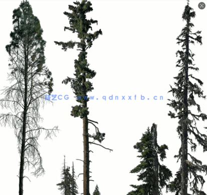 针叶树高清素材PHOTOBASH – Conifer Trees(图3) 针叶树高清素材PHOTOBASH – Conifer Trees(图3)