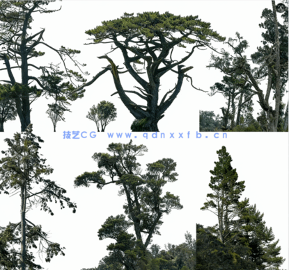 针叶树高清素材PHOTOBASH – Conifer Trees(图4) 针叶树高清素材PHOTOBASH – Conifer Trees(图4)