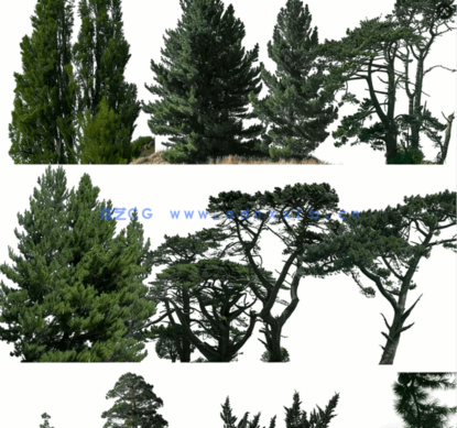 针叶树高清素材PHOTOBASH – Conifer Trees(图5) 针叶树高清素材PHOTOBASH – Conifer Trees(图5)