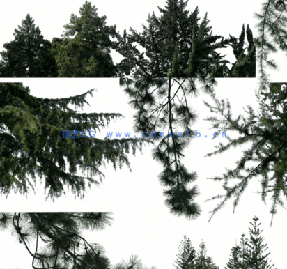 针叶树高清素材PHOTOBASH – Conifer Trees(图6) 针叶树高清素材PHOTOBASH – Conifer Trees(图6)