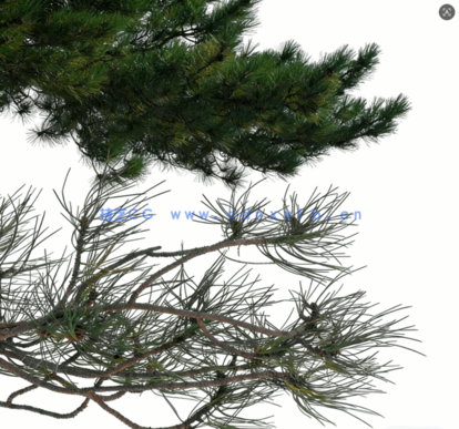 针叶树高清素材PHOTOBASH – Conifer Trees(图7) 针叶树高清素材PHOTOBASH – Conifer Trees(图7)