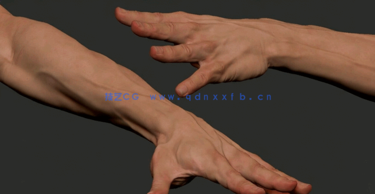ZBrush手掌手臂数字雕刻技术训练视频教程(图4) ZBrush手掌手臂数字雕刻技术训练视频教程(图4)