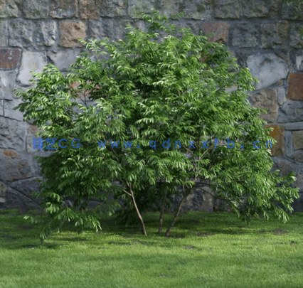 花园植物灌木3D模型 Evermotion – Archmodels Vol.204(图4) 花园植物灌木3D模型 Evermotion – Archmodels Vol.204(图4)