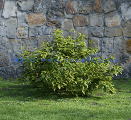 花园植物灌木3D模型 Evermotion – Archmodels Vol.204(图5) 花园植物灌木3D模型 Evermotion – Archmodels Vol.204(图5)