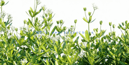 草地花朵植物3D模型 Plants Volume 37(图1)