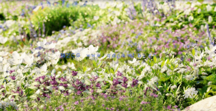 草地花朵植物3D模型 Plants Volume 37(图3)