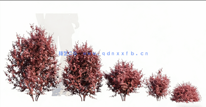 Globe Plants – Bundle 25 – Temperate Plants 02(图2) Globe Plants – Bundle 25 – Temperate Plants 02(图2)