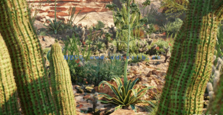 Bundle 34 - Mexican Plants (3D Model)(图4) Bundle 34 - Mexican Plants (3D Model)(图4)