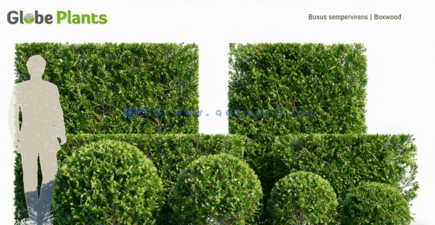 观赏植物和树篱Bundle 07 – Ornamental Plants & Hedges(图2)