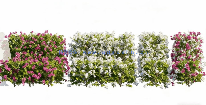 观赏植物和树篱Bundle 07 – Ornamental Plants & Hedges(图4)