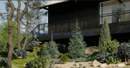 针叶树花园Globe Plants – Bundle 10 – Conifer Garden(图4) 针叶树花园Globe Plants – Bundle 10 – Conifer Garden(图4)