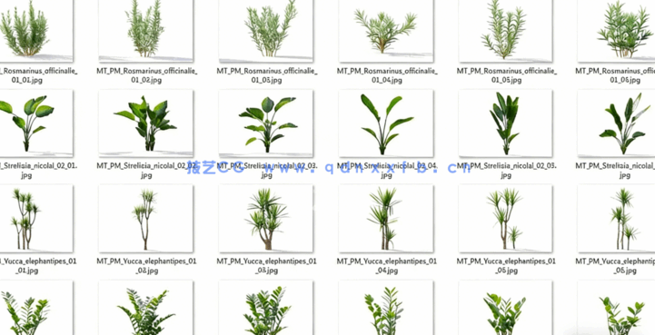 Plant Models Vol 19 植物绿植(图2) Plant Models Vol 19 植物绿植(图2)