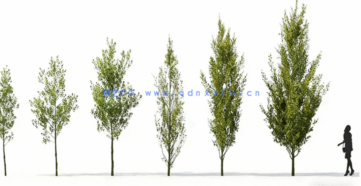 庭院植物树木3D模型Plant Models Vol.12(图2)