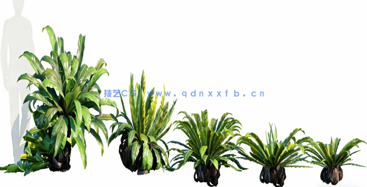 热带植物 Globe Plants – Bundle 05 – Tropical Plants(图1) 热带植物 Globe Plants – Bundle 05 – Tropical Plants(图1)