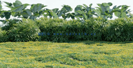 热带植物 Globe Plants – Bundle 05 – Tropical Plants(图2) 热带植物 Globe Plants – Bundle 05 – Tropical Plants(图2)