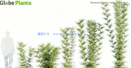 热带植物 Globe Plants – Bundle 05 – Tropical Plants(图4) 热带植物 Globe Plants – Bundle 05 – Tropical Plants(图4)
