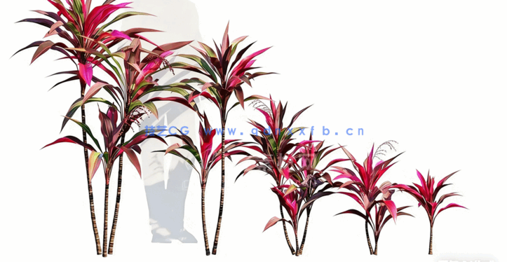 新西兰花园灌木植物3D模型 Globe Plants – Bundle 33(图2)
