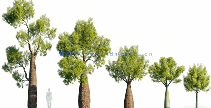 新西兰花园灌木植物3D模型 Globe Plants – Bundle 33(图5)