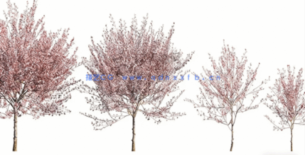 北美花园植物灌木3D模型 Globe Plants – Bundle 27(图4) 北美花园植物灌木3D模型 Globe Plants – Bundle 27(图4)