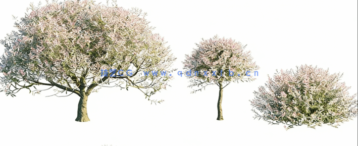 北美花园植物灌木3D模型 Globe Plants – Bundle 27(图5) 北美花园植物灌木3D模型 Globe Plants – Bundle 27(图5)