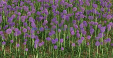 3DMAX花朵植物3D模型 Vizpark – Real Flowers(图2) 3DMAX花朵植物3D模型 Vizpark – Real Flowers(图2)