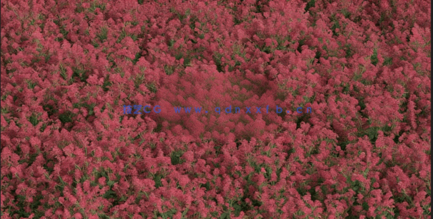 3DMAX花朵植物3D模型 Vizpark – Real Flowers(图3) 3DMAX花朵植物3D模型 Vizpark – Real Flowers(图3)