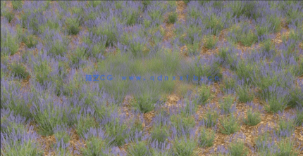 3DMAX花朵植物3D模型 Vizpark – Real Flowers(图4) 3DMAX花朵植物3D模型 Vizpark – Real Flowers(图4)