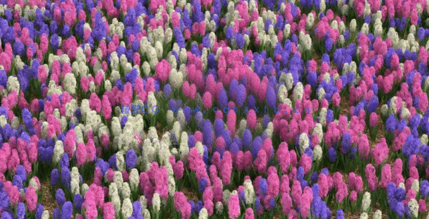 3DMAX花朵植物3D模型 Vizpark – Real Flowers(图5) 3DMAX花朵植物3D模型 Vizpark – Real Flowers(图5)