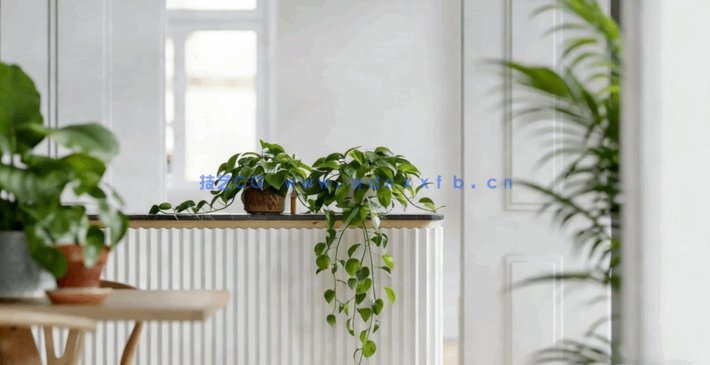 室内绿植盆栽植物3D模型 3DCollective – Interior Plants Pack 01 (3D MAX/OBJ格式)(图2)