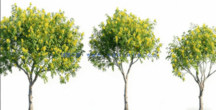 城市行道树3D模型Globe Plants - Bundle 65 - Street Trees(图3)