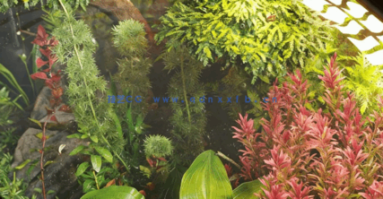 水生植物水族馆3D植被Globe Plants - Bundle 48 - Aquatic Plants(图4) 水生植物水族馆3D植被Globe Plants - Bundle 48 - Aquatic Plants(图4)