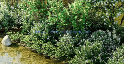 灌木和地被植物Globe Plants - Bundle 44 - Swedish Plant(图4)