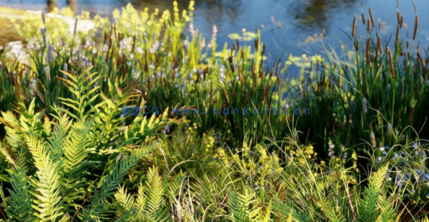 湿地植物3D模型 Globe Plants – Bundle 46(图3)