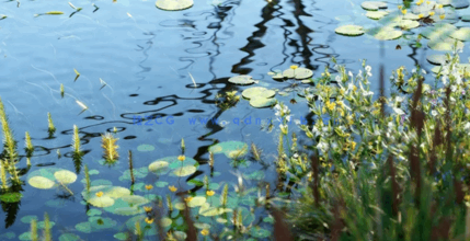 湿地植物3D模型 Globe Plants – Bundle 46(图4)