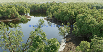 红树林树木植物3D模型 Globe Plants – Bundle 50(图2) 红树林树木植物3D模型 Globe Plants – Bundle 50(图2)