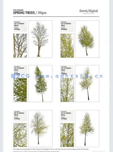 高清PNG素材春季树木Forest/Digital Vol. 2 – Spring(图4) 高清PNG素材春季树木Forest/Digital Vol. 2 – Spring(图4)