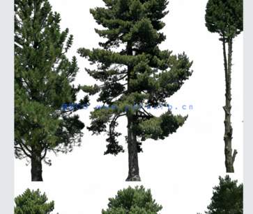 针叶树高清素材PHOTOBASH – Conifer Trees(图3) 针叶树高清素材PHOTOBASH – Conifer Trees(图3)